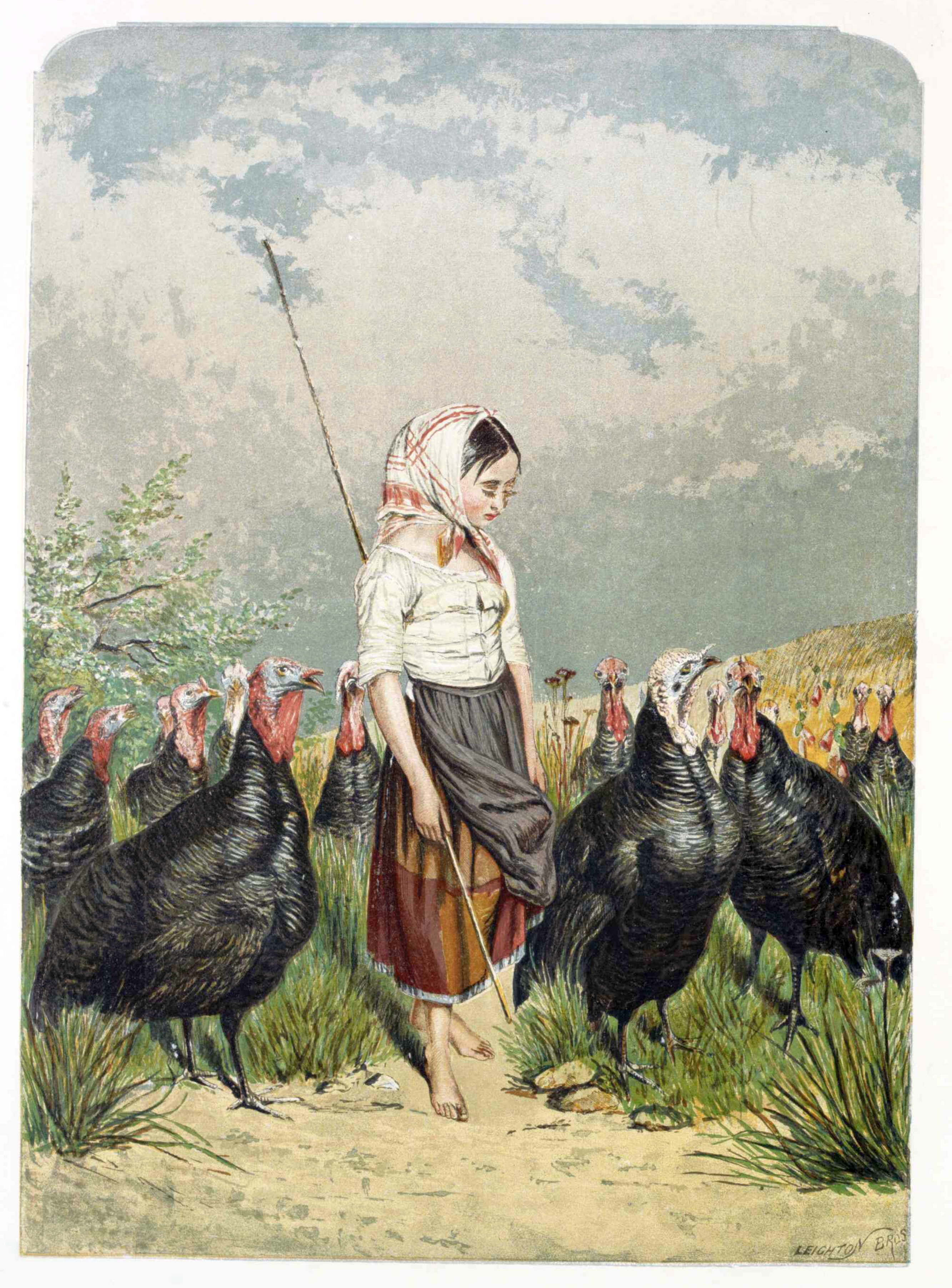 1858 colour supp turkeys